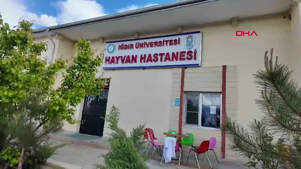 Nahçıvanlı Veterinerlik Öğrencileri Iğdır Üniversitesi’nde Uygulamalı Eğitim Aldı