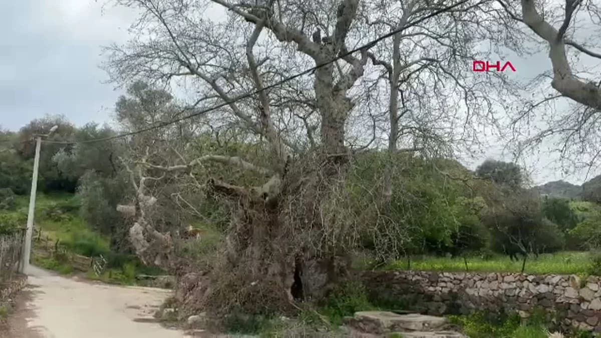 Bodrum’da 2 Bin Yıllık Çınar Ağacı Keşfedildi