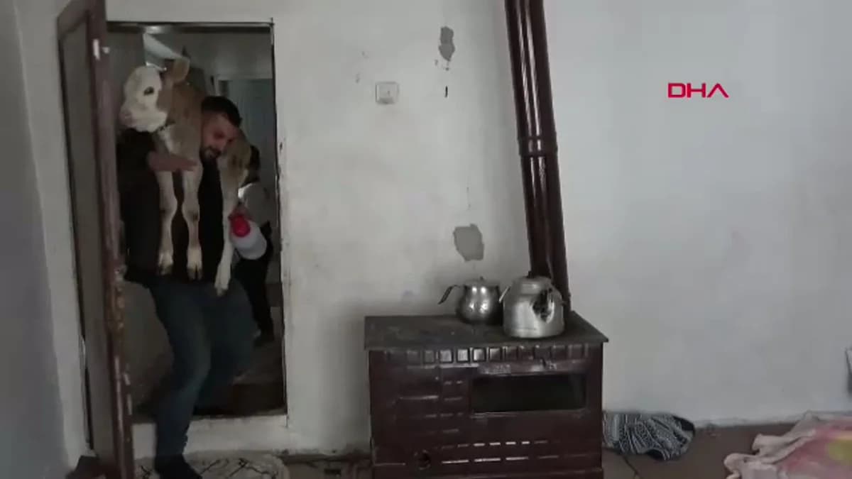 Bitlis’te Aile, Hasta Buzağını Biberonla Besleyerek Hayata Döndürüyor