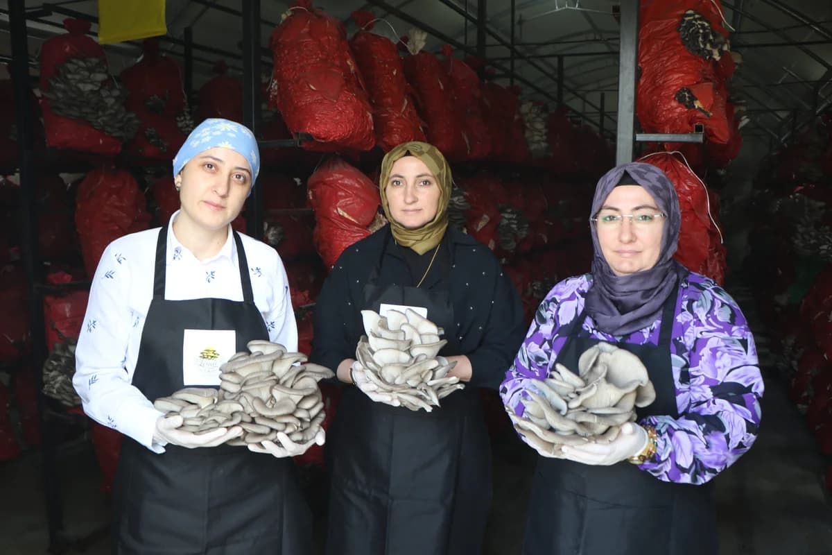 Samsun’da Girişimci Kadınlar Yılda 60 Ton İstiridye Mantarı Üretiyor