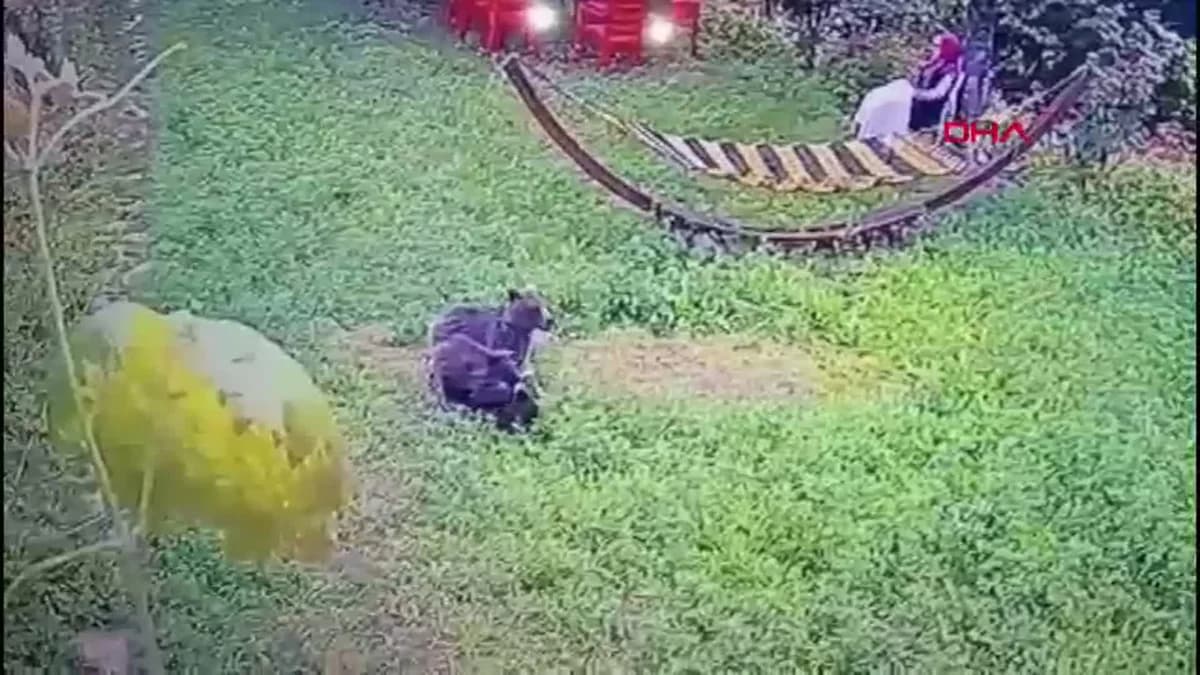 Karabük’te Yiyecek Arayan Yavru Ayılar Güvenlik Kamerasında