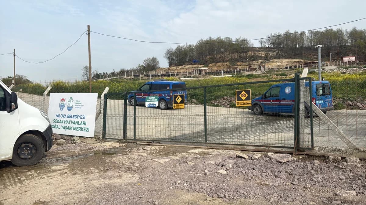Yalova’da Hayvan Ölümleri Üzerine Soruşturma Başlatıldı