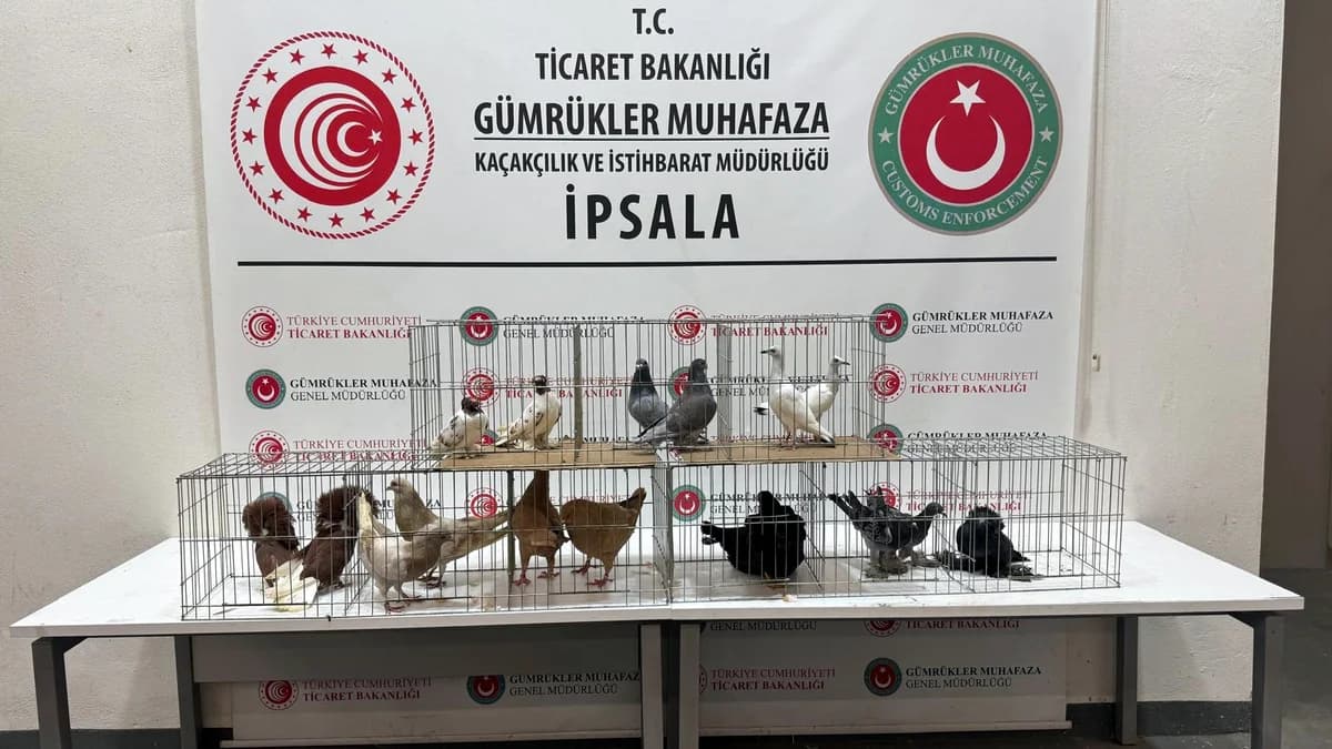 İpsala Sınır Kapısı’nda Kaçak Hayvan Operasyonu