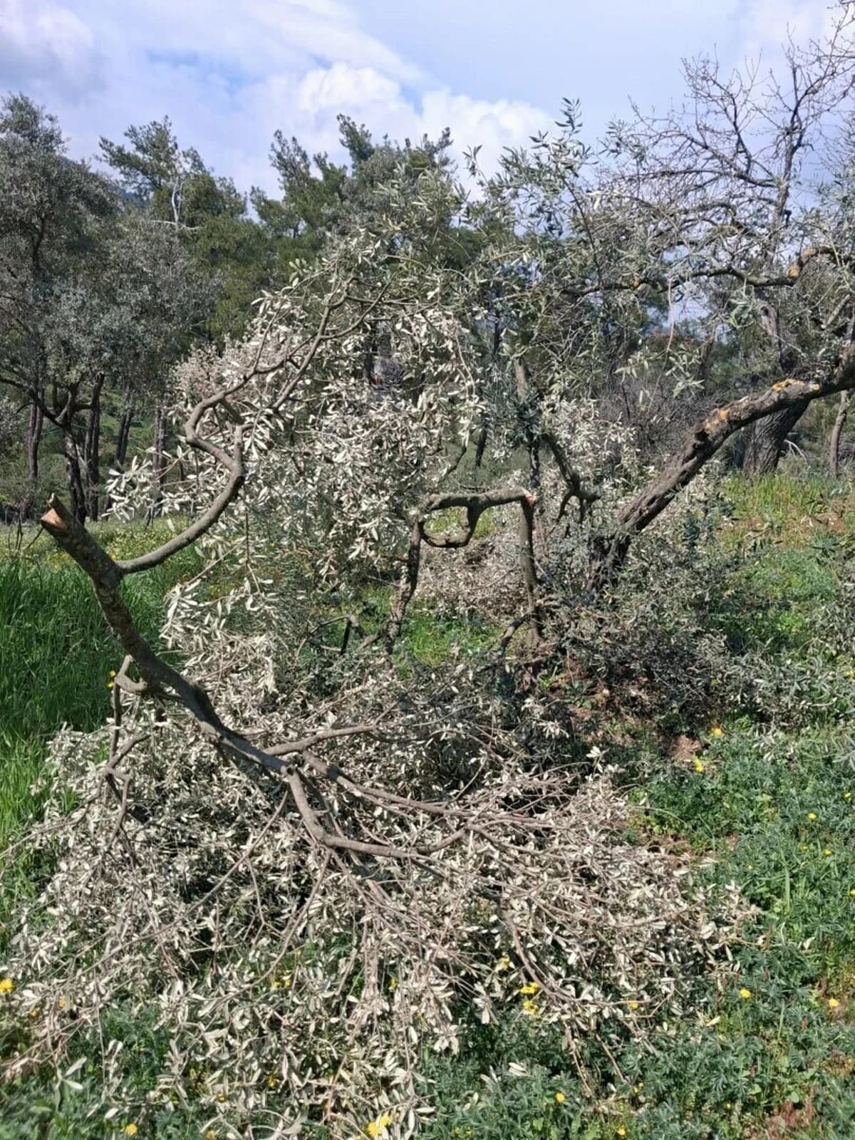 Aydın’da 700 Zeytin ve İncir Ağacı Kesildi