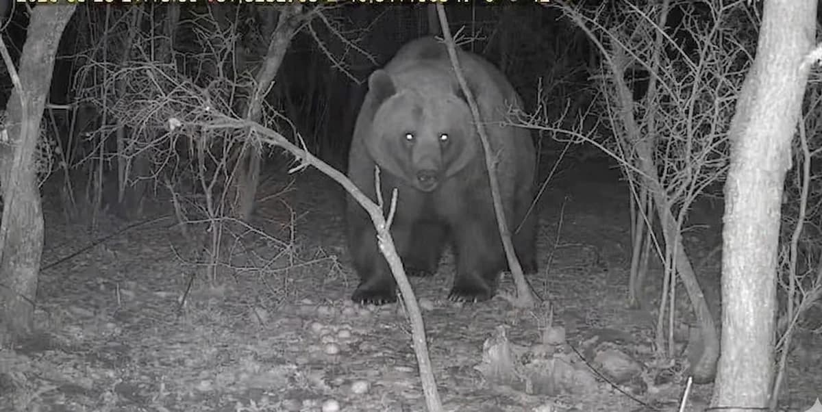 Bolu’da Fotokapanla Ayı Görüntüleme Heyecanı