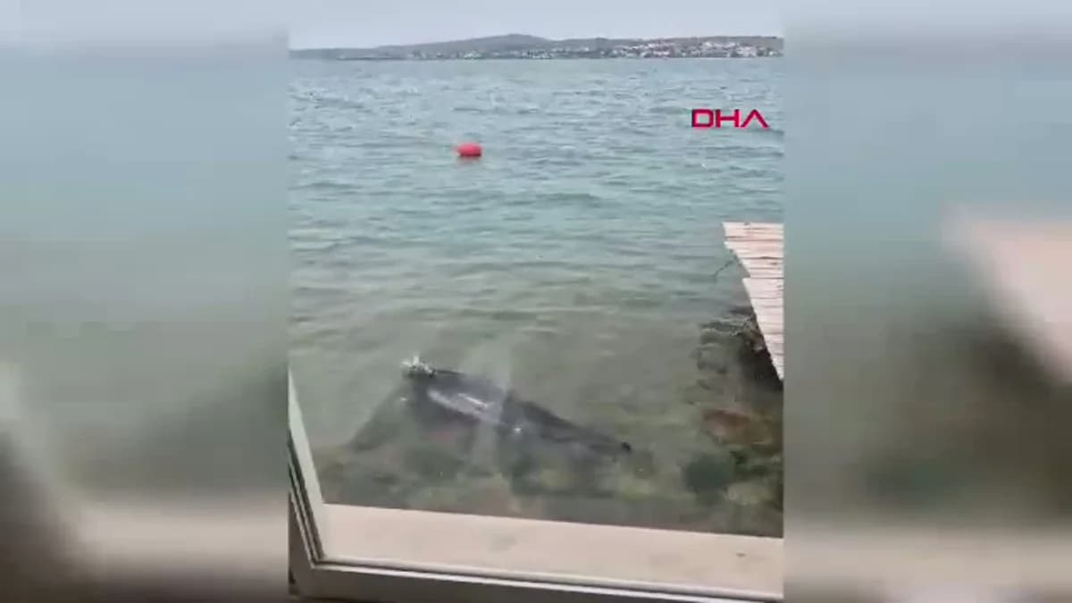 Balıkesir’in Ayvalık Sahilinde Nesli Tehlike Altındaki Akdeniz Foku Görüntülendi