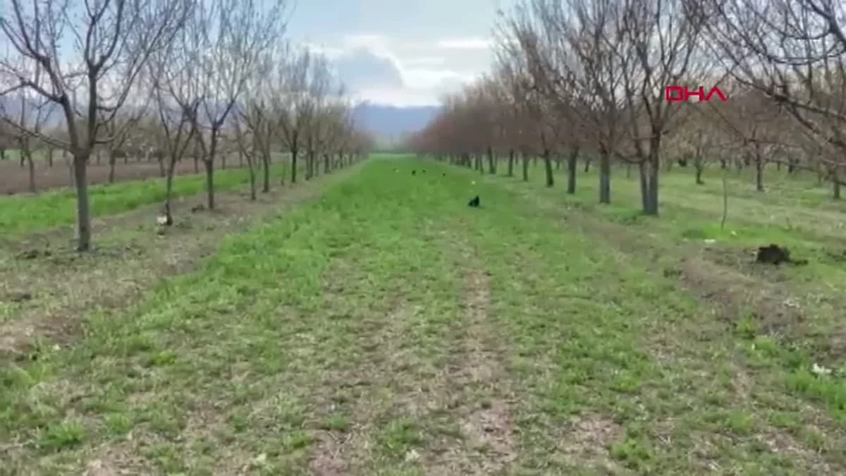 Iğdır’da Don ve Buzlanma Riski: Üreticilere Uyarı