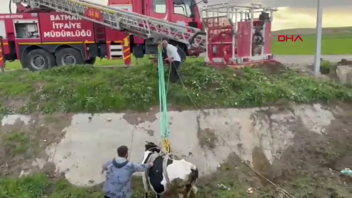 Batman’da kaybolan 2 inek, 2 kilometre uzaktan kurtarıldı