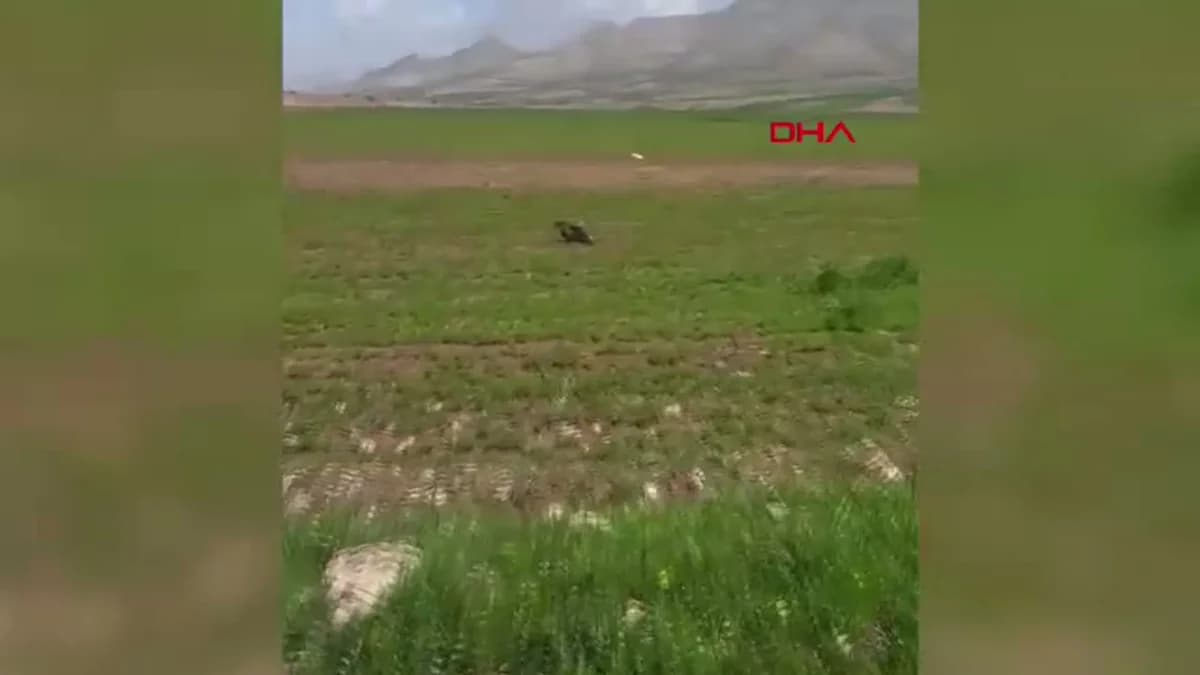 Batman’da Yaralı Kızıl Şahin Kurtarıldı