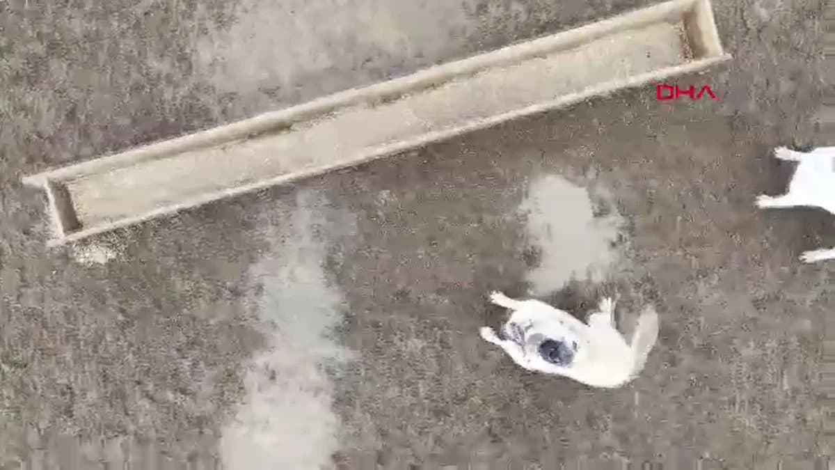Kars’taki Çoban Köpeklerinin Dronaya Tepkisi Görüntülendi