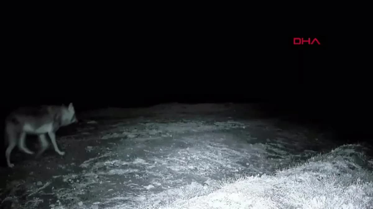 Ganos Dağı’nda Fotokapanla Yaban Hayatı Keşfedildi