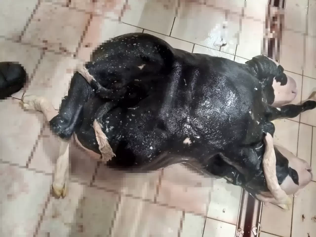 Şaşırtan Doğum: 2 Başlı ve 6 Ayaklı Buzağı Konya’da Doğdu