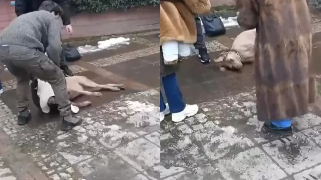 Elektrik Kaçağı Köpeği Hayattan Koparıyordu! Son Durumu Ne?