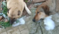 Manisa’da Hayvan Katliamı: Zehirlenerek Öldürülen Köpekler Bulundu!