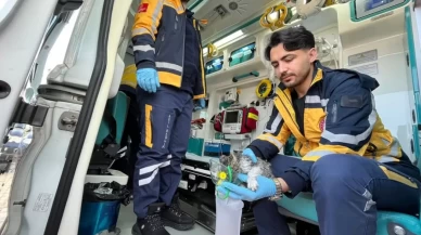 Alevler Arasında Hayata Dönen Yavru Kedi: "Duman" Operasyonu