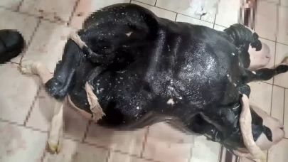 Şaşırtan Doğum: 2 Başlı ve 6 Ayaklı Buzağı Konya’da Doğdu