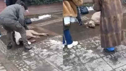 Elektrik Kaçağı Köpeği Hayattan Koparıyordu! Son Durumu Ne?