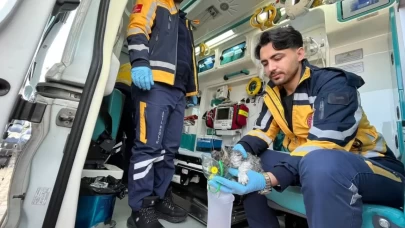 Alevler Arasında Hayata Dönen Yavru Kedi: "Duman" Operasyonu
