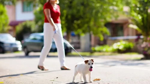 Köpeğiniz Yok mu? Başkasının Köpeğiyle Bile Sağlığınızı Koruyabilirsiniz